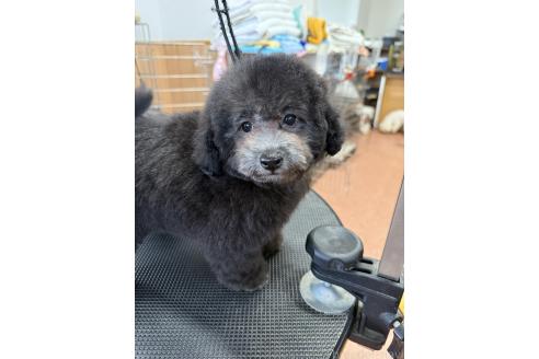 成約済の栃木県のタイニープードル-393108の4枚目