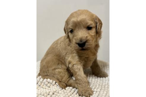 販売中の栃木県のゴールデンドゥードル:ゴールデンレトリーバー×プードル-396881の5枚目