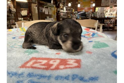 販売中の長野県のミニチュアシュナウザー-396884の5枚目