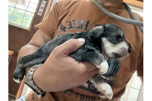 販売中の長野県のミニチュアシュナウザー-396891の3枚目