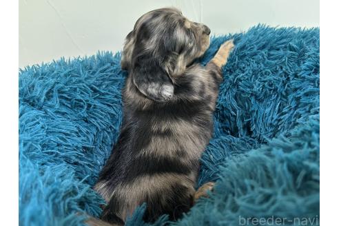 販売中の愛知県のミニチュアダックスフンド(ロングヘアード)-395790の2枚目
