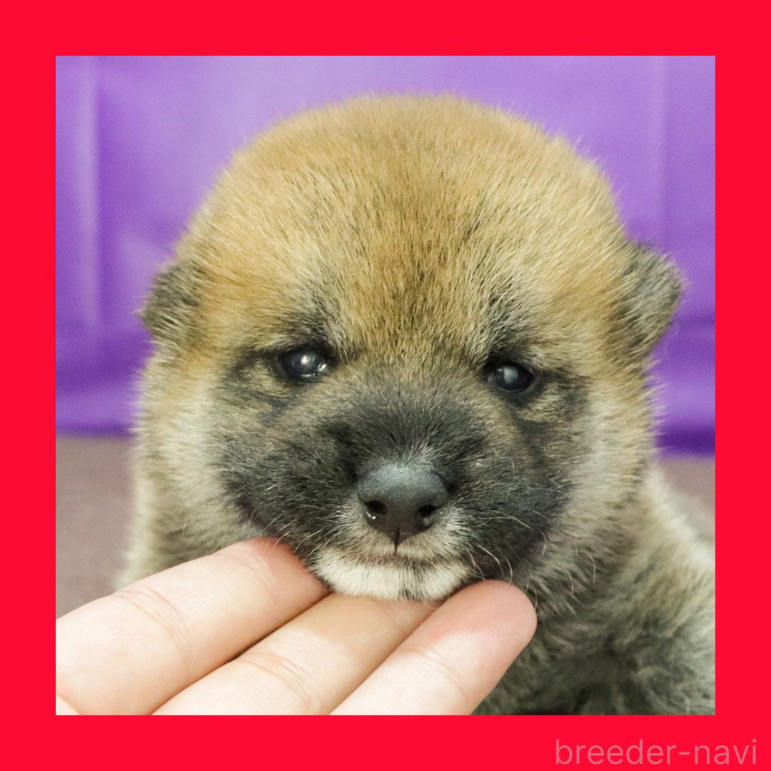 販売中の愛知県の柴犬-396905の1枚目
