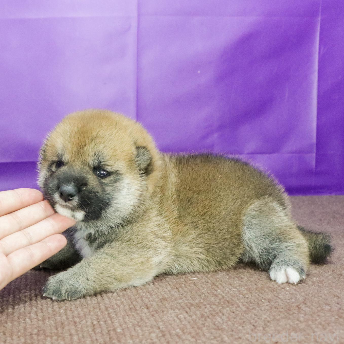 販売中の愛知県の柴犬-396905の3枚目