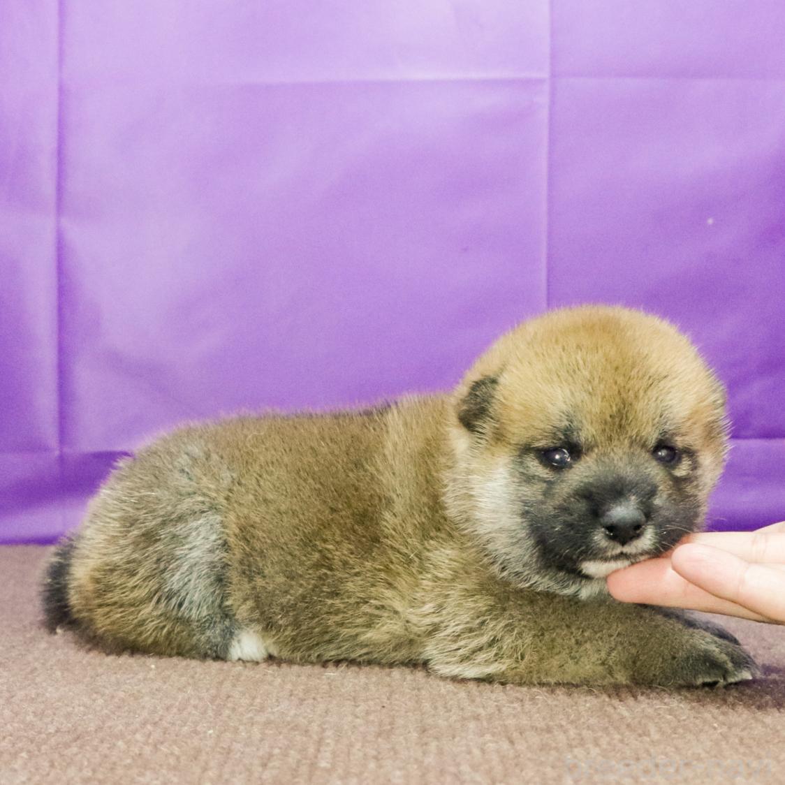 販売中の愛知県の柴犬-396905の2枚目