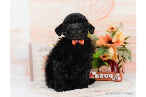 販売中の神奈川県のトイプードル-397107の13枚目