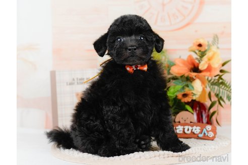 販売中の神奈川県のトイプードル-397107の11枚目