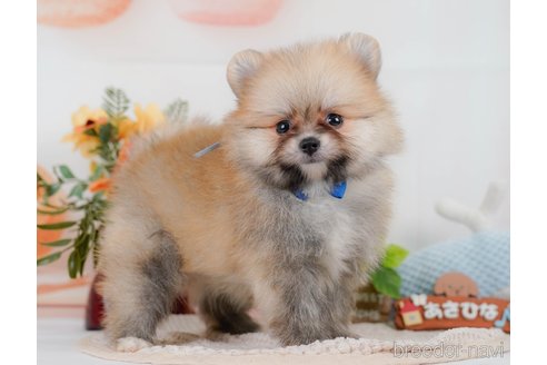 販売中の神奈川県のポメラニアン-397047の12枚目