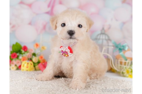 販売中の千葉県のマルプー:マルチーズ×トイプードル-396790の8枚目