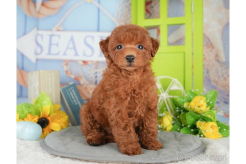 販売中の千葉県のトイプードル-396745の4枚目