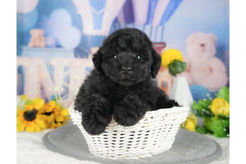 販売中の千葉県のトイプードル-396757の1枚目