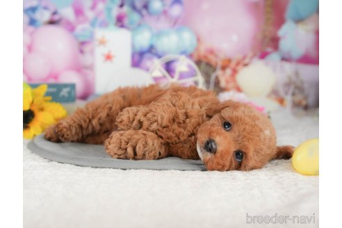販売中の千葉県のトイプードル-396658の4枚目