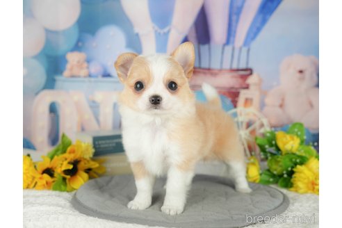 販売中の千葉県のチワワ(ロングコート)-396702の5枚目