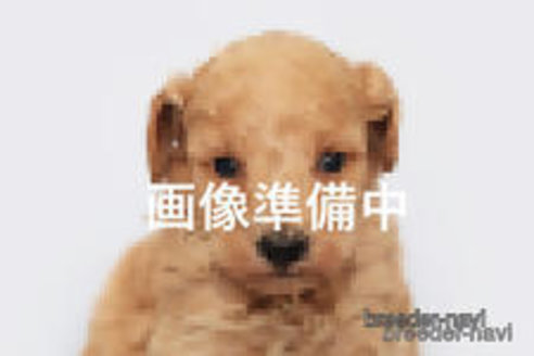 販売中の神奈川県のトイプードル-396653の1枚目