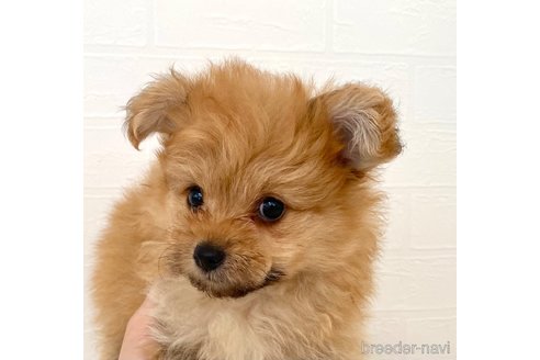 販売中の静岡県のポメプー:ポメラニアン×トイプードル-396657の4枚目