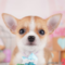 オンライン見学