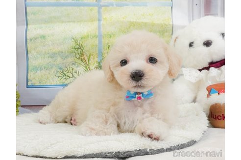 販売中の静岡県のマルプー:マルチーズ×トイプードル-397401の10枚目