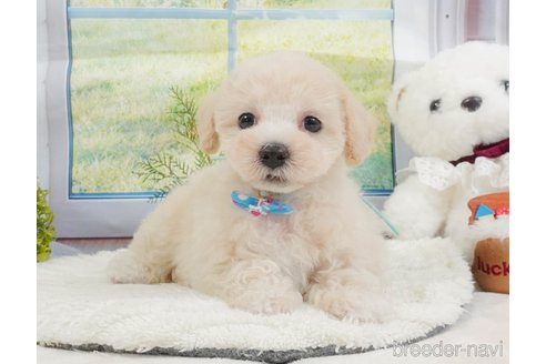 販売中の静岡県のマルプー:マルチーズ×トイプードル-397401の9枚目