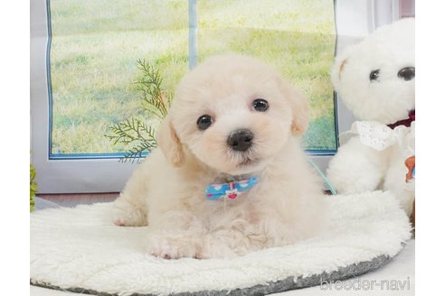 販売中の静岡県のマルプー:マルチーズ×トイプードル-397401の12枚目