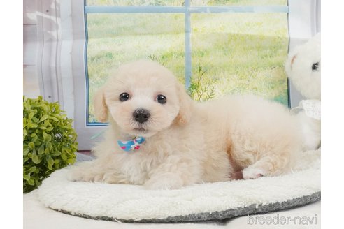 販売中の静岡県のマルプー:マルチーズ×トイプードル-397401の8枚目