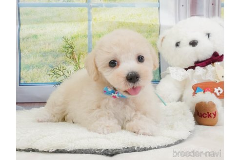 販売中の静岡県のマルプー:マルチーズ×トイプードル-397401の7枚目