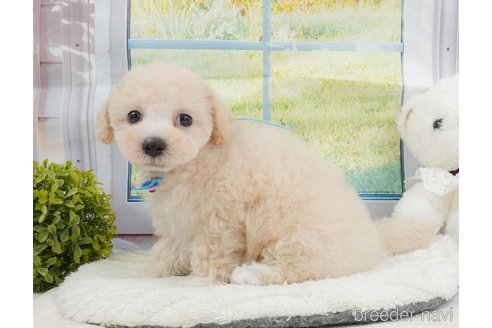 販売中の静岡県のマルプー:マルチーズ×トイプードル-397401の6枚目