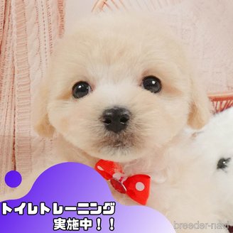 販売中の静岡県のマルプー:マルチーズ×トイプードル-397402の1枚目