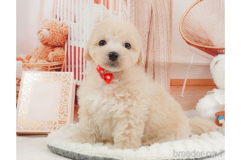 販売中の静岡県のマルプー:マルチーズ×トイプードル-397402の7枚目