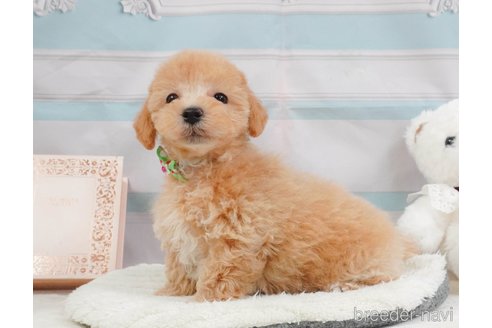 販売中の静岡県のマルプー:マルチーズ×トイプードル-397403の8枚目