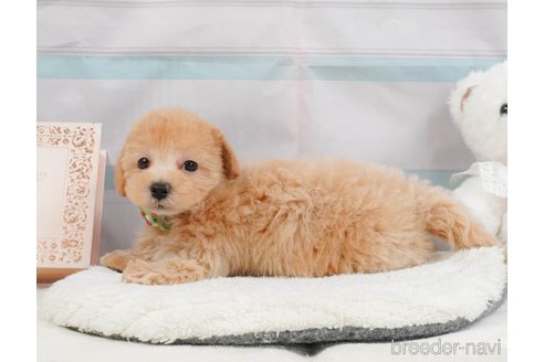 販売中の静岡県のマルプー:マルチーズ×トイプードル-397403の9枚目