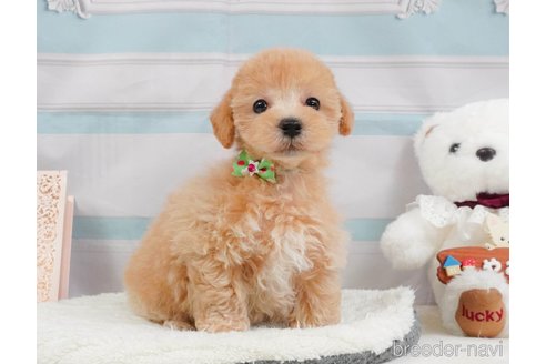販売中の静岡県のマルプー:マルチーズ×トイプードル-397403の10枚目