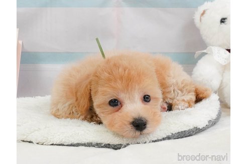 販売中の静岡県のマルプー:マルチーズ×トイプードル-397403の11枚目