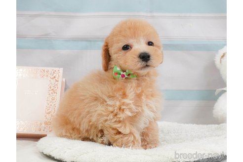 販売中の静岡県のマルプー:マルチーズ×トイプードル-397403の6枚目