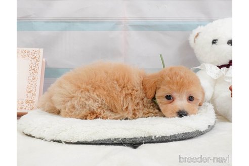 販売中の静岡県のマルプー:マルチーズ×トイプードル-397403の7枚目