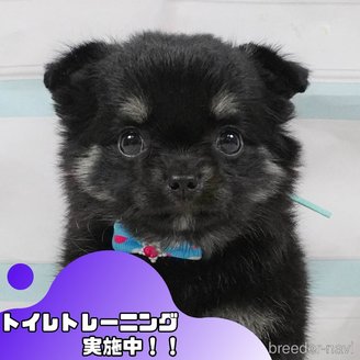 販売中の静岡県のチワワ(ロングコート)-397405