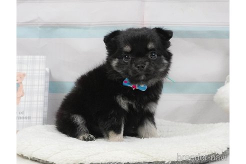 販売中の静岡県のチワワ(ロングコート)-397405の9枚目