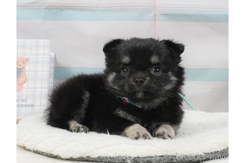 販売中の静岡県のチワワ(ロングコート)-397405の13枚目