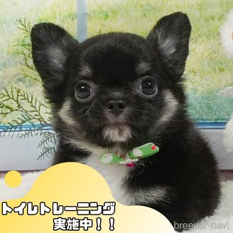 販売中の静岡県のチワワ(ロングコート)-397410の1枚目