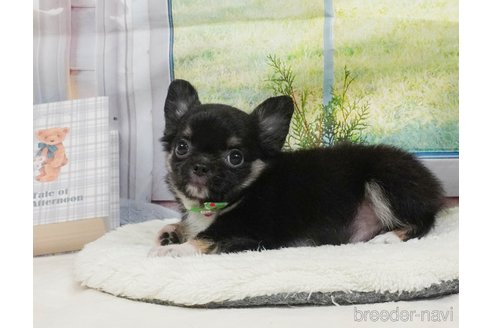 販売中の静岡県のチワワ(ロングコート)-397410の13枚目