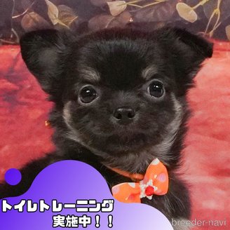 販売中の静岡県のチワワ(ロングコート)-397412