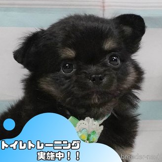販売中の静岡県のチワワ(ロングコート)-397414