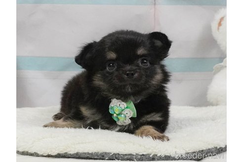 販売中の静岡県のチワワ(ロングコート)-397414の8枚目