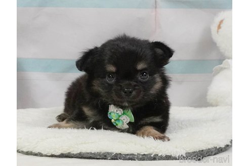 販売中の静岡県のチワワ(ロングコート)-397414の3枚目