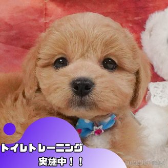 販売中の静岡県のミックス犬-397417の1枚目
