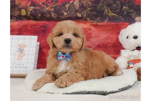 販売中の静岡県のミックス犬-397417の13枚目
