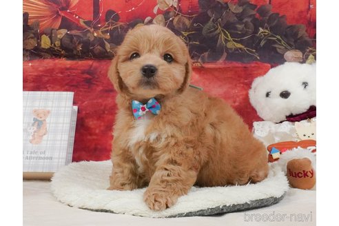 販売中の静岡県のミックス犬-397417の12枚目