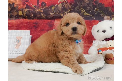 販売中の静岡県のミックス犬-397417の11枚目