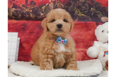 販売中の静岡県のミックス犬-397417の9枚目