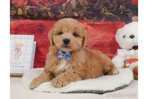販売中の静岡県のミックス犬-397417の10枚目