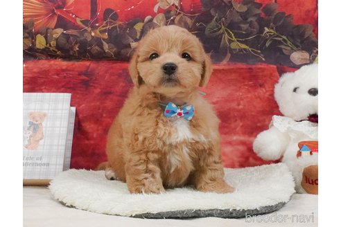 販売中の静岡県のミックス犬-397417の8枚目