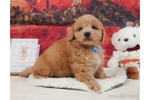 販売中の静岡県のミックス犬-397417の7枚目
